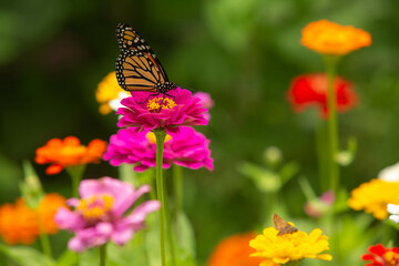 Close Up Monarch Butterfly On Pink Zinnia Flower