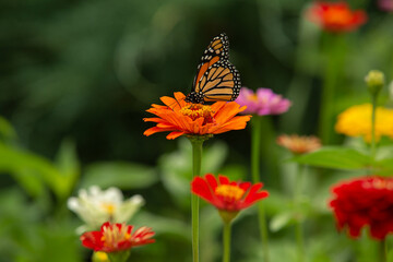 Monarch Butterfly On Bright Orange Zinnia Flower