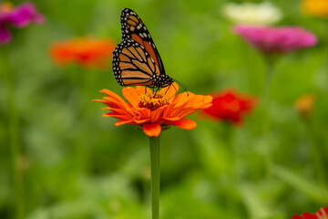 Orange Zinnia Flower With Monarch Butterfly Perched On It