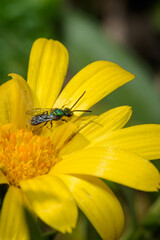 fly on a flower