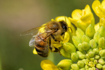 bee on flower