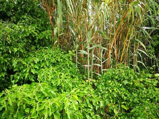 Canne selvatiche tra le foglie in un giardino durate il periodo estivo