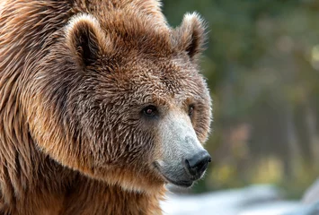 Tuinposter portrait of a great brown bear © perpis