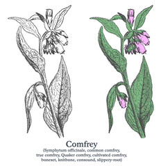 Comfrey. Colorful vector hand drawn plant. Vintage medicinal sketch.