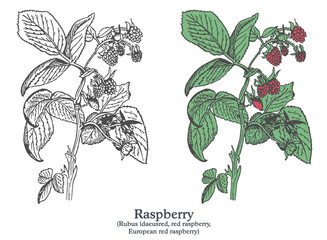 Raspberry. Colorful vector hand drawn plant. Vintage medicinal plant sketch.