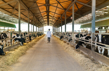 Man in cowshed 