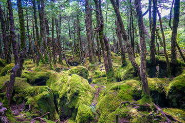 Fototapeta premium 長野県南佐久郡の八ヶ岳のニュウの登山道の風景 A view of the trail at Nyu, Yatsugatake, Minamisaku-gun, Nagano Prefecture, Japan.