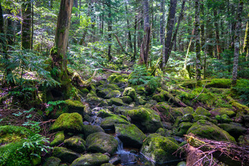 長野県南佐久郡の八ヶ岳のニュウの登山道の風景 A view of the trail at Nyu, Yatsugatake, Minamisaku-gun, Nagano Prefecture, Japan.
