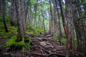 長野県南佐久郡の八ヶ岳のニュウの登山道の風景 A view of the trail at Nyu, Yatsugatake, Minamisaku-gun, Nagano Prefecture, Japan.