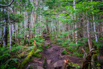 Fototapeta premium 長野県南佐久郡の八ヶ岳のニュウの登山道の風景 A view of the trail at Nyu, Yatsugatake, Minamisaku-gun, Nagano Prefecture, Japan.
