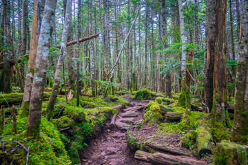 長野県南佐久郡の八ヶ岳のニュウの登山道の風景 A view of the trail at Nyu, Yatsugatake, Minamisaku-gun, Nagano Prefecture, Japan.