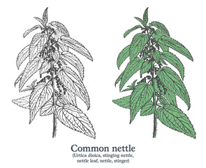 Common nettle. Colorful vector hand drawn plant. Vintage medicinal plant sketch.
