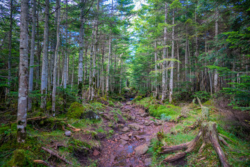 長野県南佐久郡の八ヶ岳のニュウの登山動の風景 Nyu, Yatsugatake, Minamisaku-gun, Nagano Prefecture, Japan.