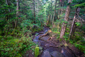 長野県南佐久郡の八ヶ岳のニュウの登山動の風景 Nyu, Yatsugatake, Minamisaku-gun, Nagano Prefecture, Japan.