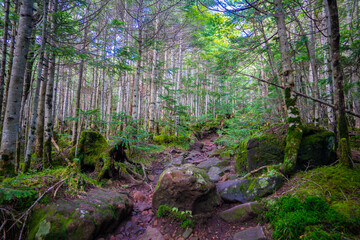 Fototapeta premium 長野県南佐久郡の八ヶ岳のニュウの登山動の風景 Nyu, Yatsugatake, Minamisaku-gun, Nagano Prefecture, Japan.