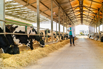 Vet Man Checking Cows Into to Barn
