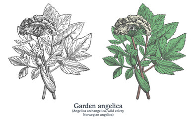 Garden angelica. Colorful vector hand drawn plant. Vintage medicinal sketch.