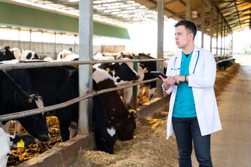 Veterinarian controlling the cows 
