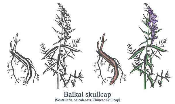 Baikal skullcap. Colorful vector hand drawn plant. Vintage medicinal sketch