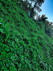 green moss on a rock
