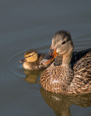 Mallard Hen with a Single Chick Swimming in a Pond