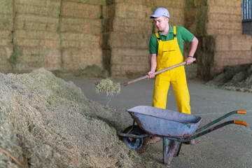 Guy shovelling hay in barn