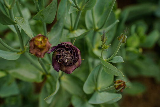 Top view of a blooming lisianthus flower. Roseanne black pearl lisianthus flower. Lisianthus plants.