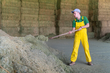 farmer working with pitchfork gathers hay