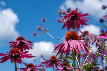 Obraz premium Stunning pink echinacea flowers, also known as cone flowers or rudbeckia. The perennial flowers were photographed in mid summer in a garden in Surrey UK. The plants have medicinal properties.
