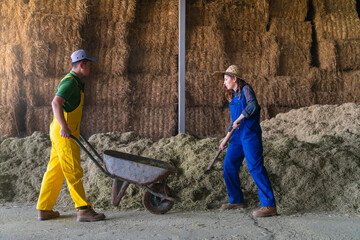 Couple of farmers collect straw from the field
