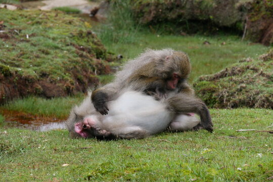 Two monkeys grooming. Macaca fuscata yakui,  Yakushima Island (毛繕いする屋久島のヤクザル, 猿, サル)