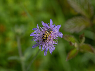 Käfer auf Flockenblume