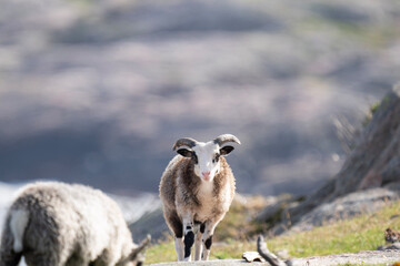 Fototapeta premium sheep in the mountains