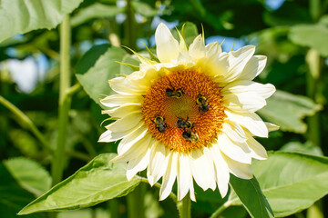 Six bees on one small sunflower head. Pollinators, outdoors, white lite sunflower. 