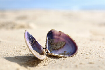 close up of a shell on the beach