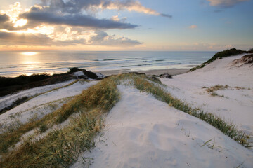 Fototapeta na wymiar plantation and sand dunes at the beach