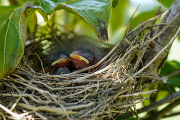 Newly hatched birds in a nest. Fuzzy heads with no feathers yet.