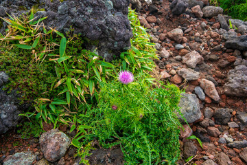 Obraz premium 宮崎県えびの市、小林市、鹿児島県霧島市の韓国岳と大浪池を登山している風景 Scenery of climbing Mt. Kankoku and Onami Pond in Ebino City, Kobayashi City, Miyazaki Prefecture and Kirishima City, Kagoshima Prefecture.