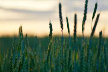 Obraz premium Wheat Fields in Sunset