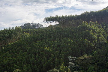 Fototapeta na wymiar Quindio mountain in Colombia
