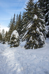 Winter landscape of Rila Mountain near Malyovitsa peak, Bulgaria
