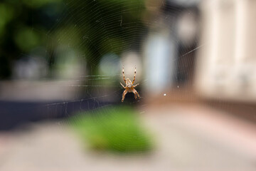 Brown spider on a web in the garden