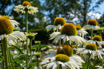 color, season, blossom, beautiful, bee friendly, Cluster of stunning white and yellow echinacea purpurea White Swan flowers, also known as coneflowers or rudbeckia.  - obrazy, fototapety, plakaty