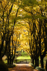 Tupare gardens in autumn III