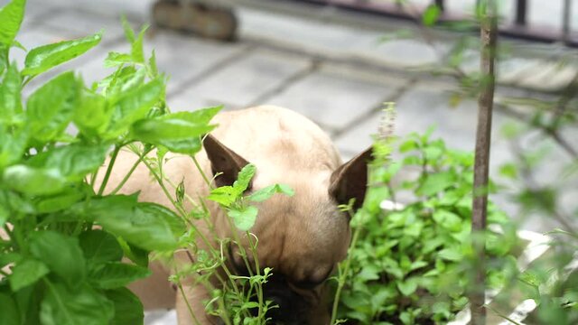Sick dog eating home grow vegetables at garden.