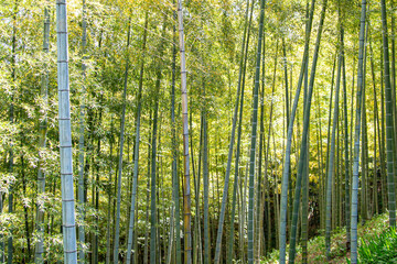 Fototapeta na wymiar Green bamboo forest rustling by the summer wind in Kanagawa, Japan.