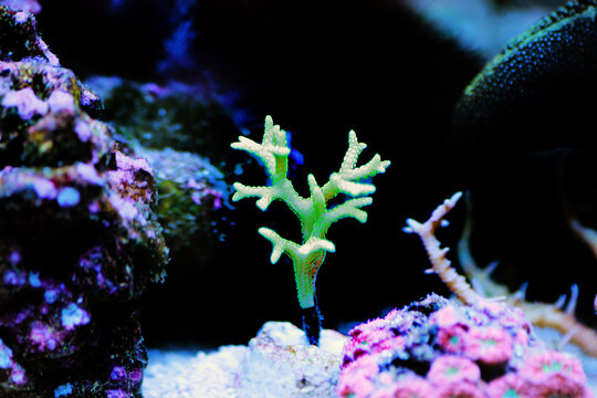Birdsnest sps colorful coral -  Seriatopora sp. (pocilloporidae)