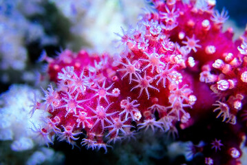 Chili Non-photosynthetic soft Coral - (Nephthyigorgia sp.) 