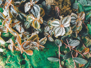 Greenery background of nature plant and leaf
