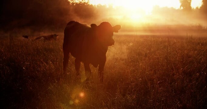 Silhouette of a cow in the rays of sunlight, in the early morning the animal grazes in the meadow. Foggy cold morning, steam coming from the animal. High quality 4k footage